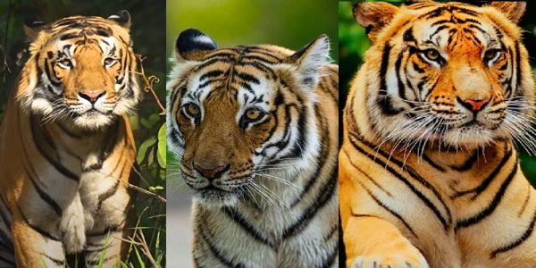 टाइगर (फाइल फोटो) टाइगर (फाइल फोटो)