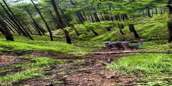 ओखलकांडा में कृषि विभाग की सामग्री ले जा रहा मालवाहक खाई में गिरा, चालक की मौत, तीन घायल