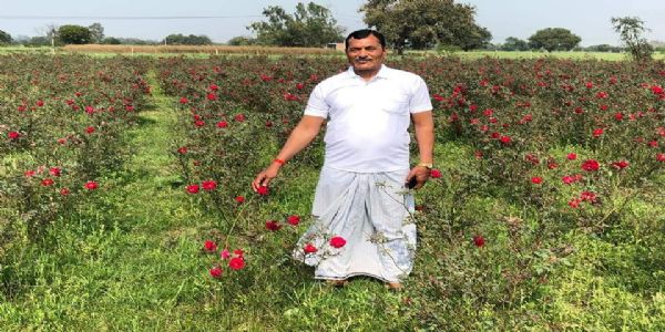 कलकतिया गेंदे