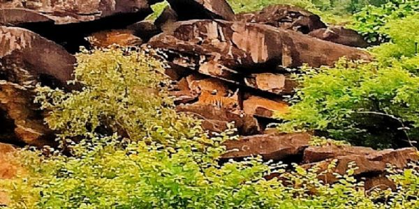 मुख्यमंत्री द्वारा बाघिन की शावकों के साथ शेयर की गई तस्वीर मुख्यमंत्री द्वारा बाघिन की शावकों के साथ शेयर की गई तस्वीर