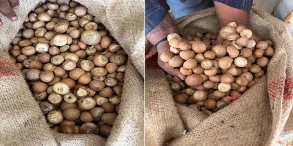 डीआरआई के जब्त सुपारी का फोटो डीआरआई के जब्त सुपारी का फोटो