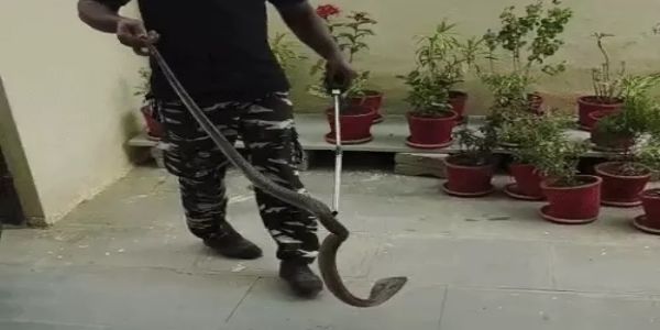एसडीएम के सरकारी आवास में घुसा छह फीट लंबा ब्लैक कोबरा