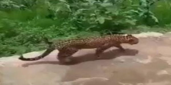 मुरादाबाद के ठाकुरद्वारा क्षेत्र में दो स्थानों पर तेंदुए दिखाई देने से ग्रामीणों में दहशत