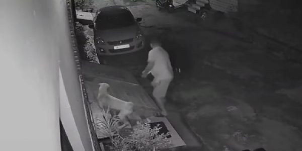 गली के कुत्ते ने दिखायी वफादारी खाना खिलाने वाले व्यक्ति पर हमला करने आए दूसरे कुत्ते से भिड़ा