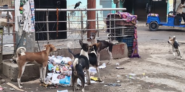 चौक-चौराहों पर आवारा कुत्तों का जमावड़ा, राहगीर बेहाल, मांस-मछली दुकानों के पास सबसे ज्यादा आतंक