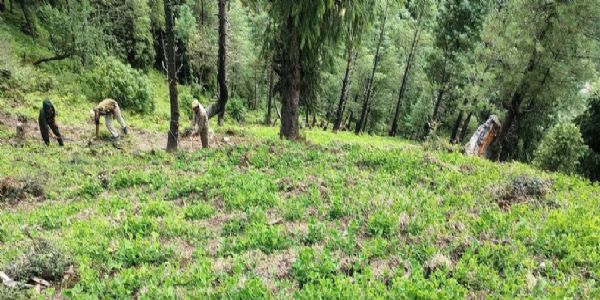 हिमाचल के जंगलों में ग्लाइफोसेट के ज़हर से लिखी जा रही तबाही की इबारत...