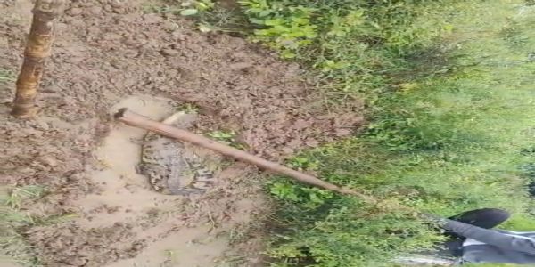 औरैया : पानी भरे गड्ढे से निकला मगरमच्छ, ग्रामीणों ने पकड़कर नदी में छोड़ा