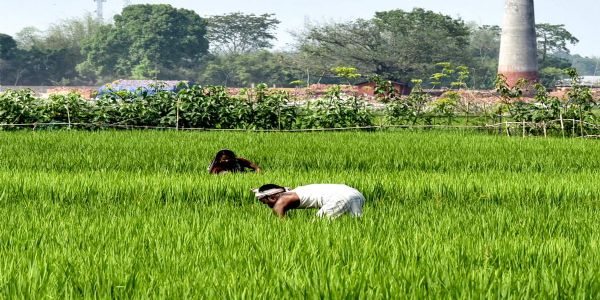 पुनर्गठित मौसम आधारित फसल बीमा योजना लागू: 41 जिलों में अधिसूचित फसलों का होगा बीमा