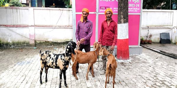 औरैया : बकरियों की लूट और चोरी का पुलिस ने किया खुलासा, दो शातिर आरोपित गिरफ्तार