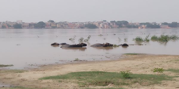 वाराणसी के डोमरी क्षेत्र में मकानों के नजदीक पहुंचा गंगा का पानी,पशुओं को दूर रखने की चेतावनी