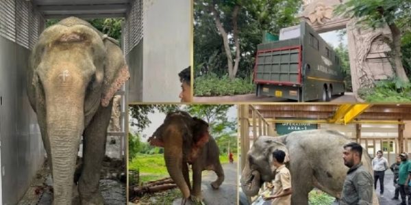 बाढ़ से बचाए गए हाथी ‘जयमती’ को विशेष उपचार के लिए वंतारा ले जाया गया
