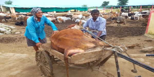 मीरजापुर: गो-आश्रय स्थल में छह गोवंश मृत मिले, अव्यवस्थाओं पर उठे सवाल