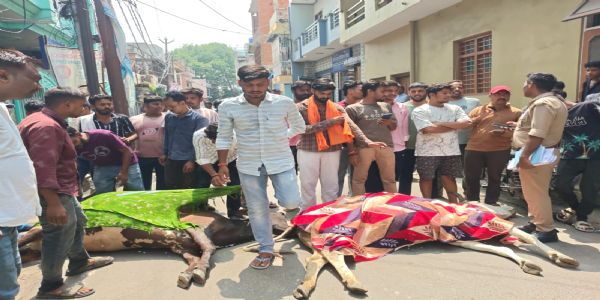 बिजली करंट से दो गोवंश की मौत पर बजरंगदल का प्रदर्शन