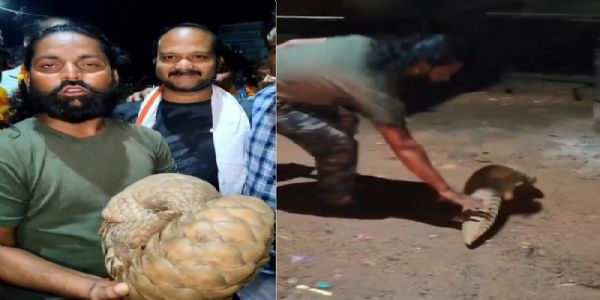 मप्र के शिवपुरी जिले के घर में घुसा दुर्लभ पैंगोलिन, सर्पमित्र और वन विभाग ने रेस्क्यू कर सुरक्षित जंगल में छोड़ा