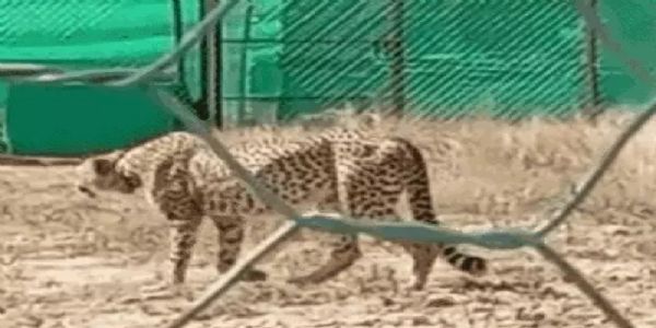 मप्रः कूनो से मादा चीता निर्वा गायब, एक सप्ताह से अधिक समय से नहीं मिला सुराग