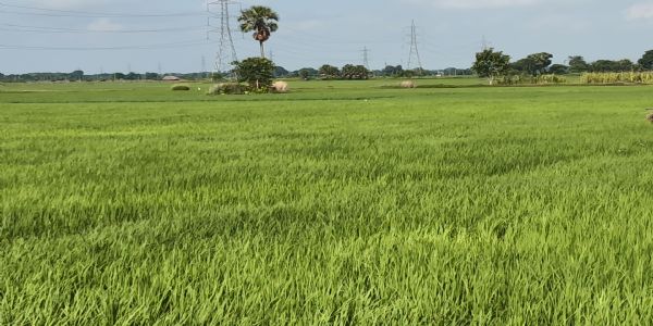 बारिश से चमकी धान की फसल, अन्नदाताओं के खिले चेहरे