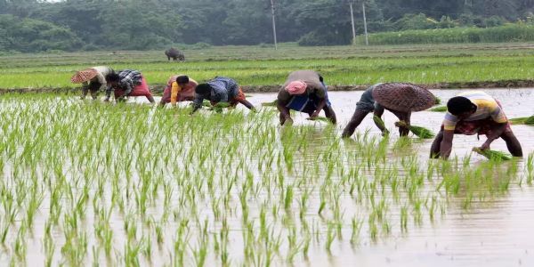 छत्तीसगढ़ प्रदेश में लक्ष्य का 97 प्रतिशत बोनी पूर्ण