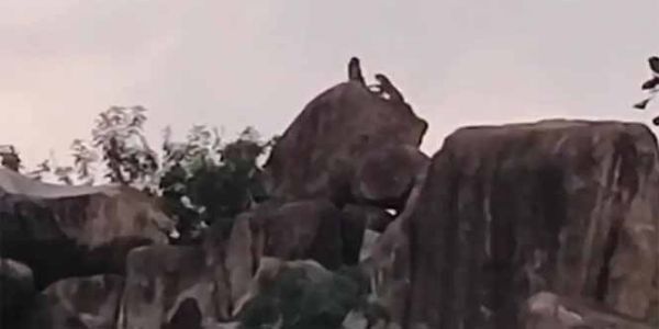 कांकेर में मादा तेंदुआ शावकों के साथ दिखी, ग्रामीणों ने वन विभाग को किया सूचित
