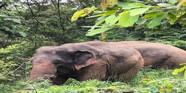 अनूपपुर: छत्तीसगढ़ सीमा लांध अनूपपुर पहुंचे दो हाथियों ने 5 किसानों की फसलें चौपट