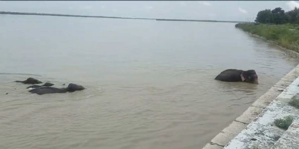 बहराइच : हाथियाें का झुंड घाघरा बैराज गेट के पास पहुंचा, हाका लगाकर जंगल लौटाया