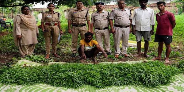 अरहर की फसल की आड़ में गांजा की खेती करने वाला आरोपित गिरफ्तार