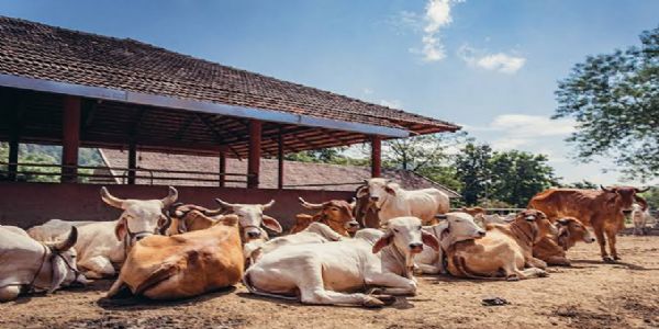 अशोकनगर: जिले की सभी 110 गौशालाएं बनेंगी जैविक क्रांति का केंद्र