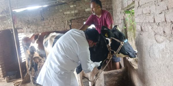 पौड़ी में लंपी जैसे लक्षणों ने बढ़ाई चिंता, पशुपालन विभाग अलर्ट