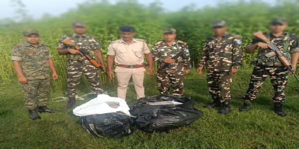 एसएसबी 56वीं बटालियन की टीम ने तीन अलग अलग स्थानों पर छापेमारी कर 106.5 किलो गांजा किया जब्त