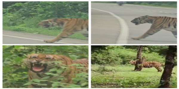 हाइवे पर बाघिन को घेरकर खड़े हुए लोग, आक्रोशित होकर राहगीरों की ओर दौड़ी; बाल-बाल बचे लोग