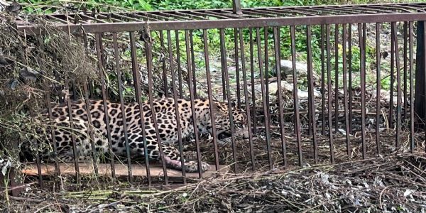 68 भेड़ बकरियों समेत कुत्तों को भी चट करने वाला तेंदुआ हुआ पिंजरे में कैद