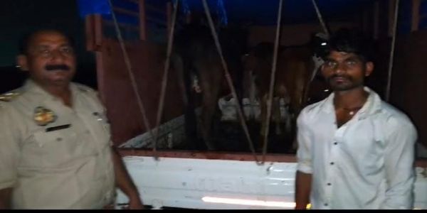 पिकअप में छिपाकर ले जा रहे थे चार गोवंश, पुलिस ने पकड़ा