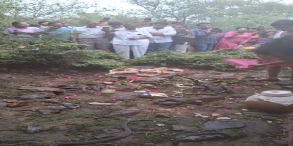 नाग पंचमी पर विशेष पूजा-अर्चना: नाग-नागिन के 41 जोड़े वन क्षेत्र में छोड़े