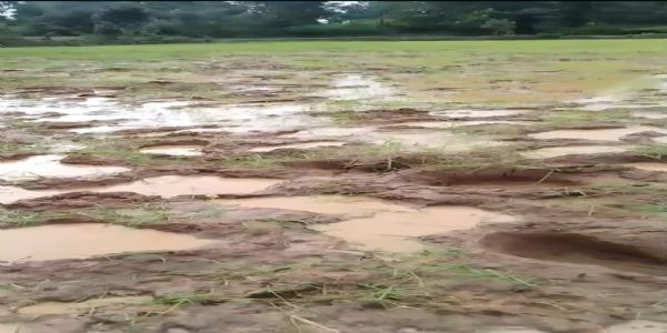 रनिया में जंगली हाथियों का बढ़ा आतंक, धान की फसल रौंदने से किसान चिंतित