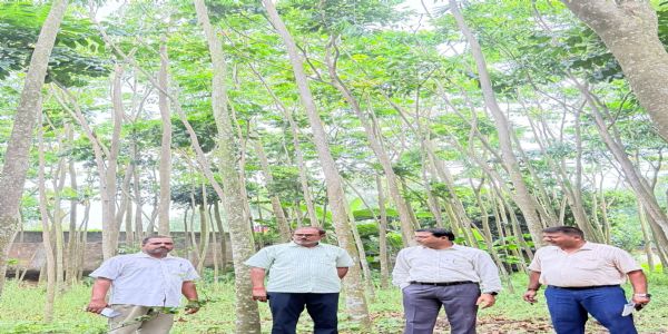 मनरेगा के तहत महोगनी के पेड़ से 40 लाख तक की आय का अनुमान
