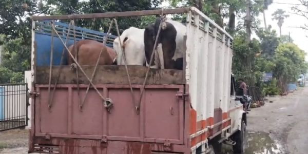 बिहार-यूपी बॉर्डर पर सारण पुलिस ने 16 गोवंशों के साथ 5 तस्कर को किया गिरफ्तार