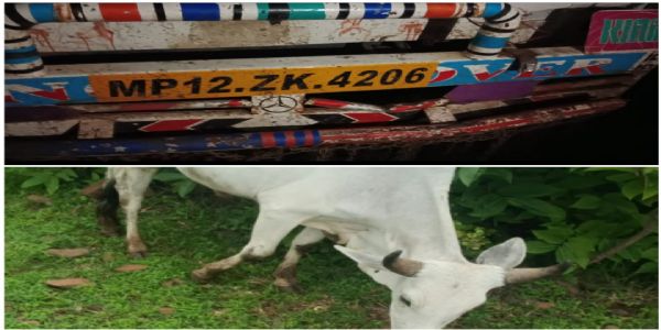 राजगढ़ः पिकअप में क्रूरतापूर्वक भरे 4 गोवंश जब्त, तीन आरोपित गिरफ्तार