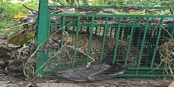 मुरादाबाद : ठाकुरद्वारा रेंज के ग्राम लौंगी खुर्द में तेंदुए का रेस्क्यू