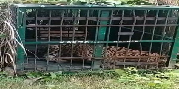 बहराइच : शिकार की तलाश में पहुंचा तेंदुआ, पिंजरे में हुआ कैद