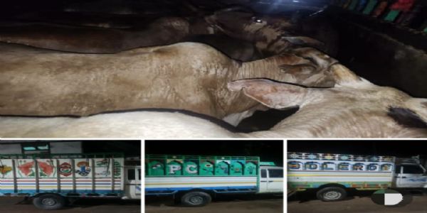 असम में गो-तस्करी के खिलाफ अभियान तेज, 22 वाहन जब्त, 298 गो-धन बरामद