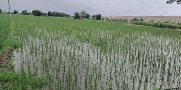 जींद : सावन माह की हलकी बूंदाबांदी व बारिश ने बढ़ाई उमस
