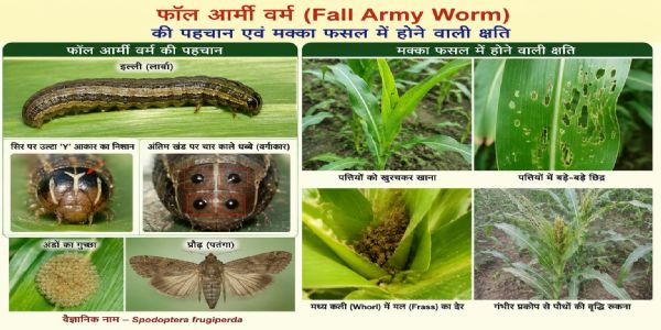 मक्का की फसल पर 