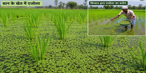 धान की खेती में 
