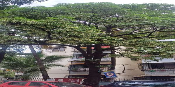 सप्तवर्णी पुष्प का 2 माह पूर्व कुसुमित होना, जलवायु बदलाव का इशारा?