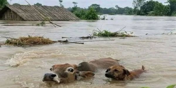 असम नहीं उबर पाया बाढ़ से, कुछ हिस्सों में फिर खतरा मंडराया