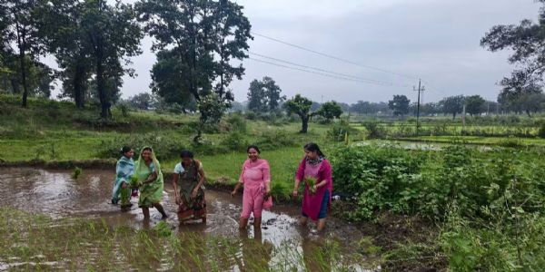 खेत में किसानों के साथ उतरीं मांडू की बीडीओ, रोपा कर बढ़ाया हौसला