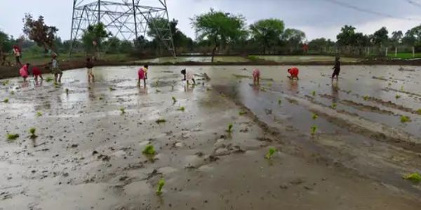 अनूपपुर में 24 घंटे में औसतन एक इंच बारिश, फिर भी पिछले वर्ष से 145 मिमी कम वर्षा; बुआई लक्ष्य से पीछे
