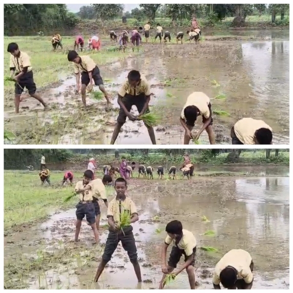 स्कूल ड्रेस में खेत में धान रोपते दिखे छात्र वायरल वीडियो ने खड़े किए सवाल स्कूल ड्रेस में खेत में धान रोपते दिखे छात्र वायरल वीडियो ने खड़े किए सवाल