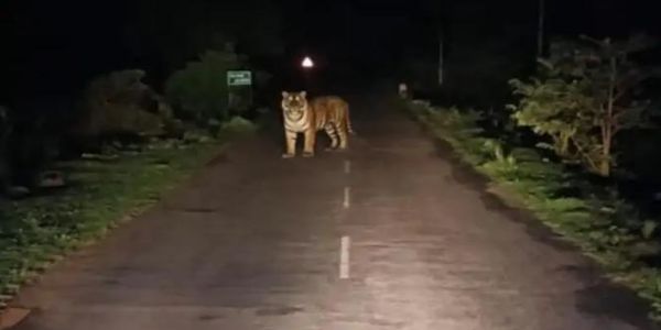 ट्रक चालक काे सड़क पर दिखा बाघ, मुनादी करवा रहा वन विभाग