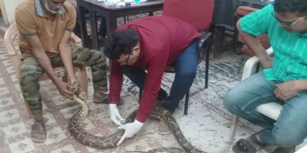 गंगरेल के जंगलों से गहरे जख्मों के साथ रेस्क्यू हुआ अजगर