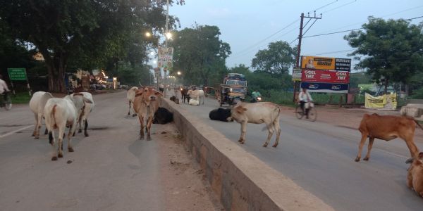 सड़कों पर फिर बढ़ा मवेशियों का जमावड़ा, धरपकड़ अभियान ठप होने से लोगों की परेशानी बढ़ी